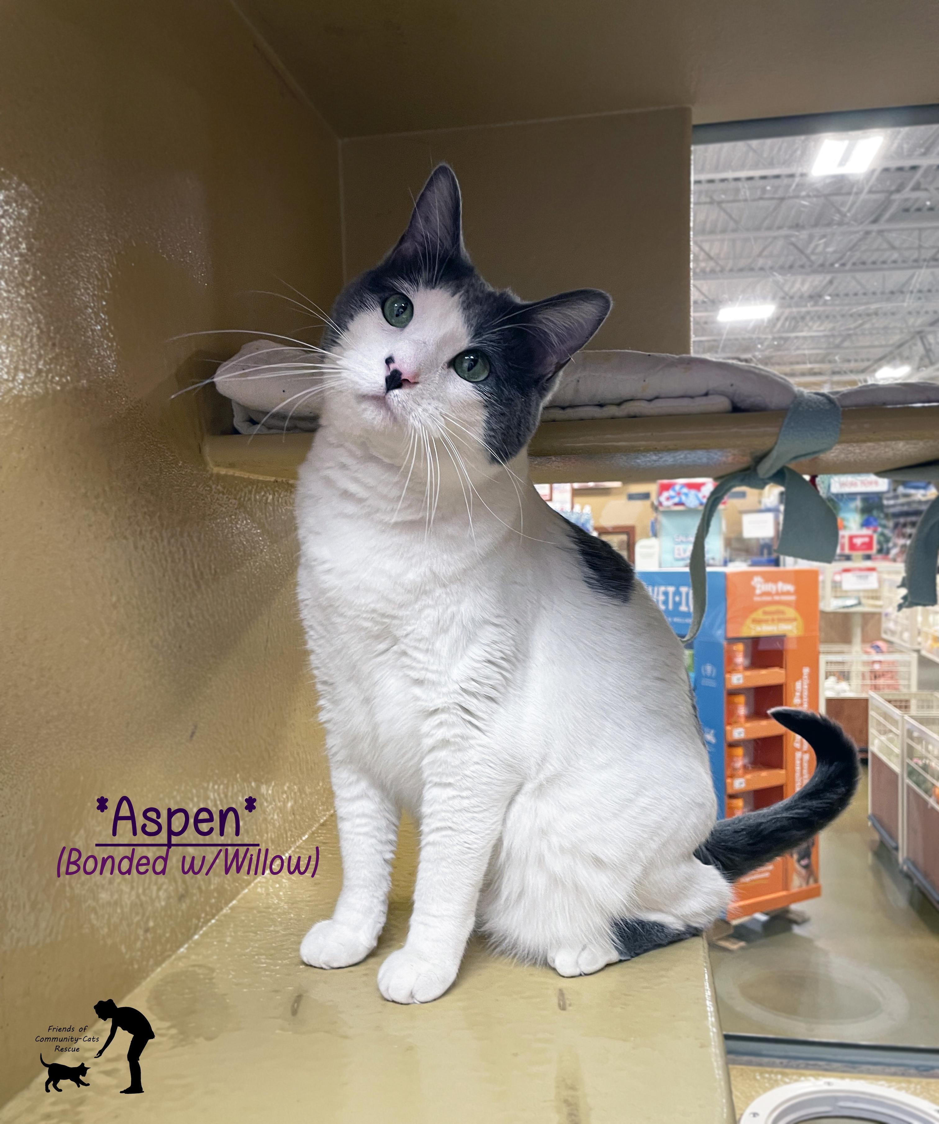 Enlarge Aspen (Bonded w/Willow), a ADOPTABLE Domestic Short Hair in Centerville, UT image 1/6