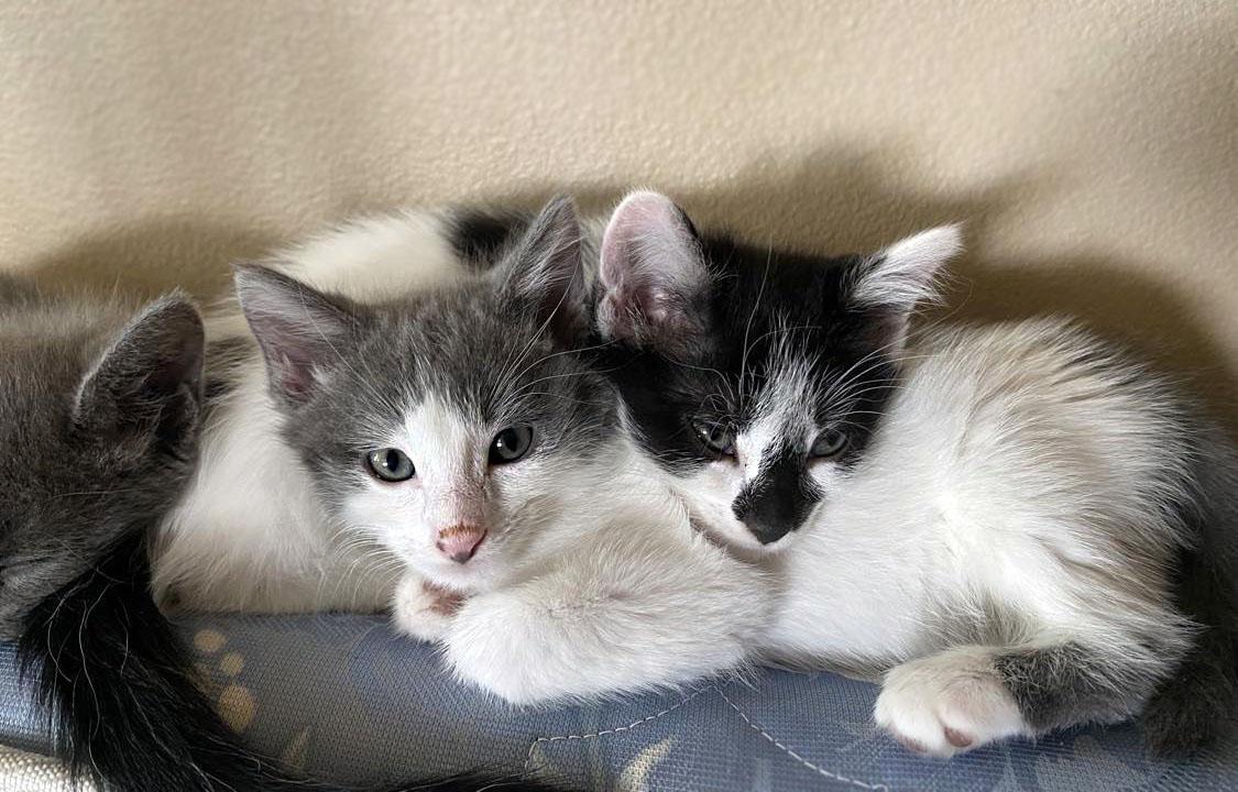 Enlarge Aspen (Bonded w/Willow), a ADOPTABLE Domestic Short Hair in Centerville, UT image 3/6