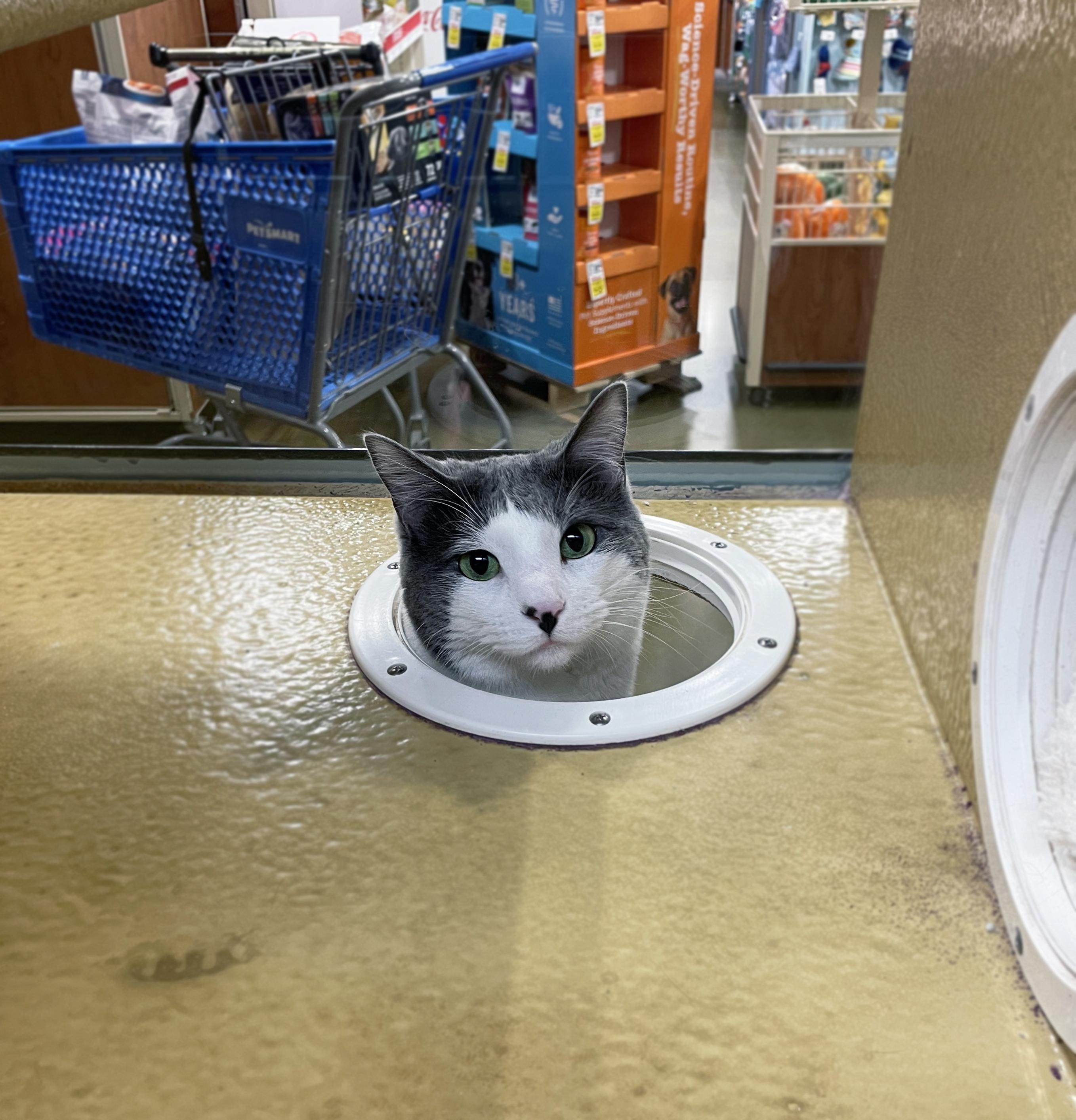 Enlarge Aspen (Bonded w/Willow), a ADOPTABLE Domestic Short Hair in Centerville, UT image 5/6