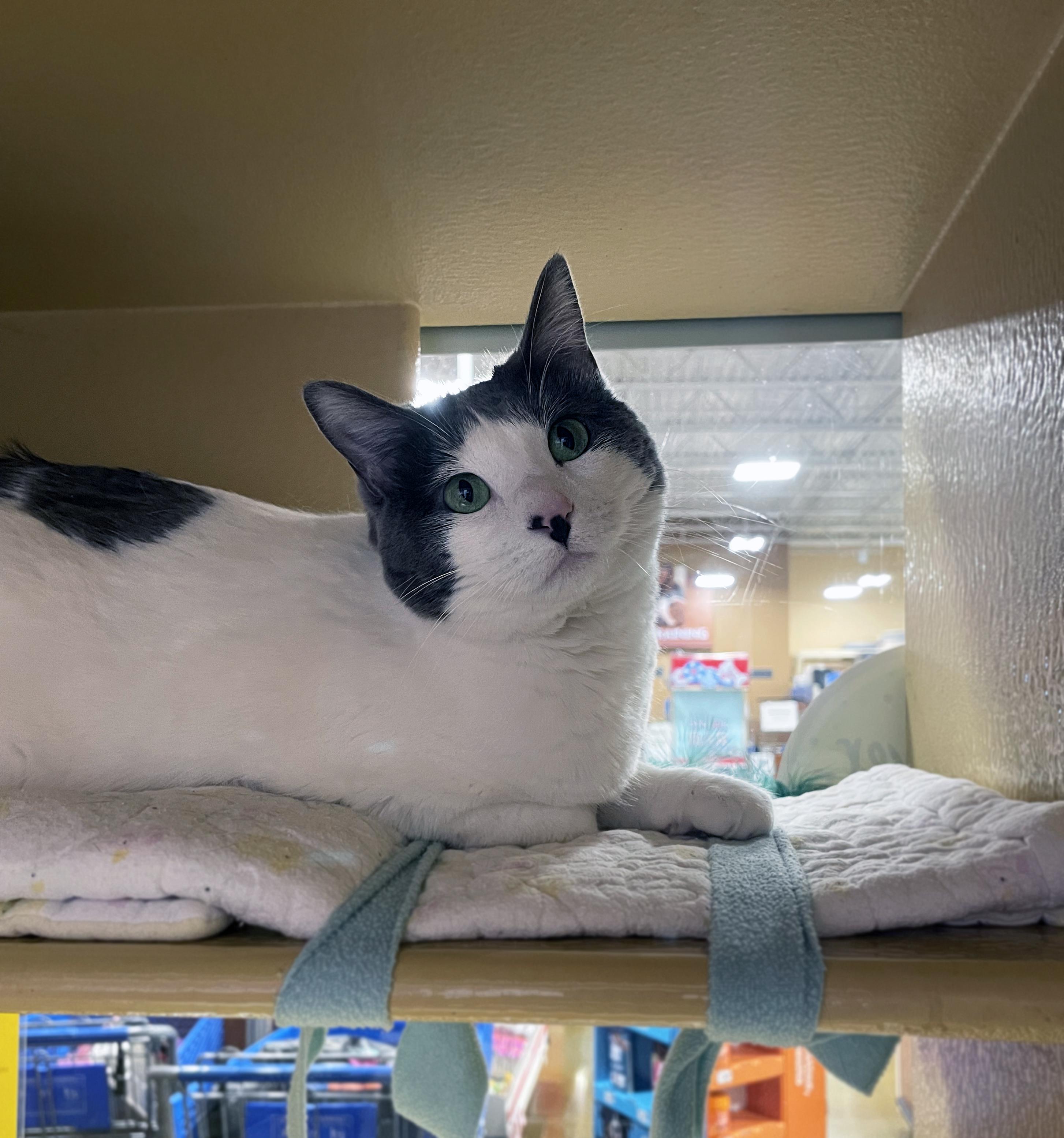 Enlarge Aspen (Bonded w/Willow), a ADOPTABLE Domestic Short Hair in Centerville, UT image 6/6