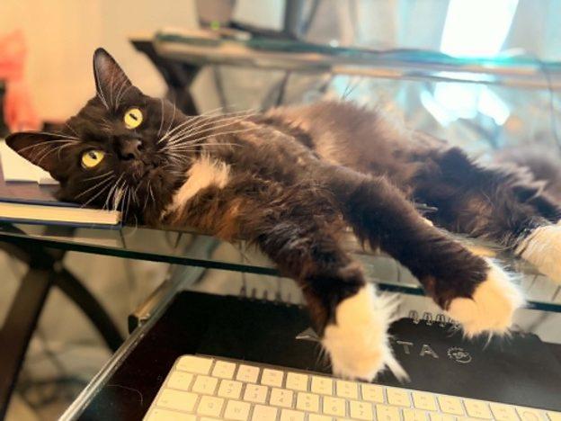 Goose, adopted, Young Male Domestic Short Hair.