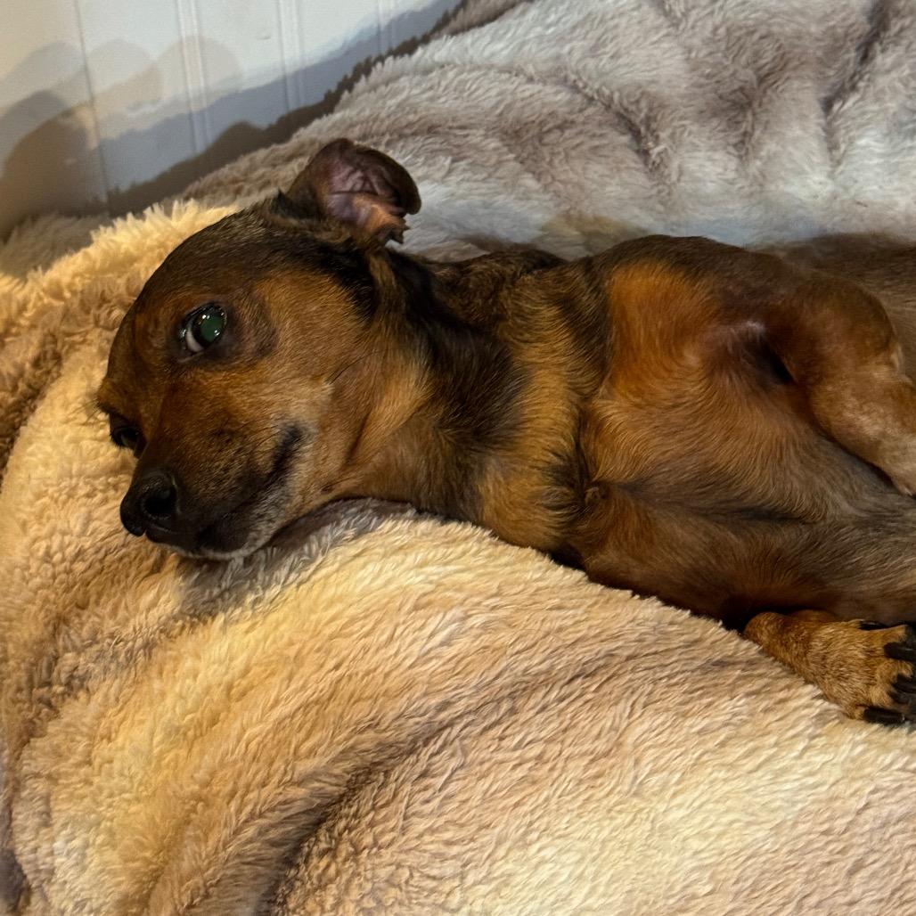 Jax, Adoptable, Senior Male Chihuahua & Mixed Breed.