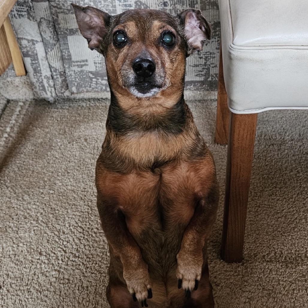 Enlarge Jax, a Adoptable mixed breed in Festus, MO image 2/6