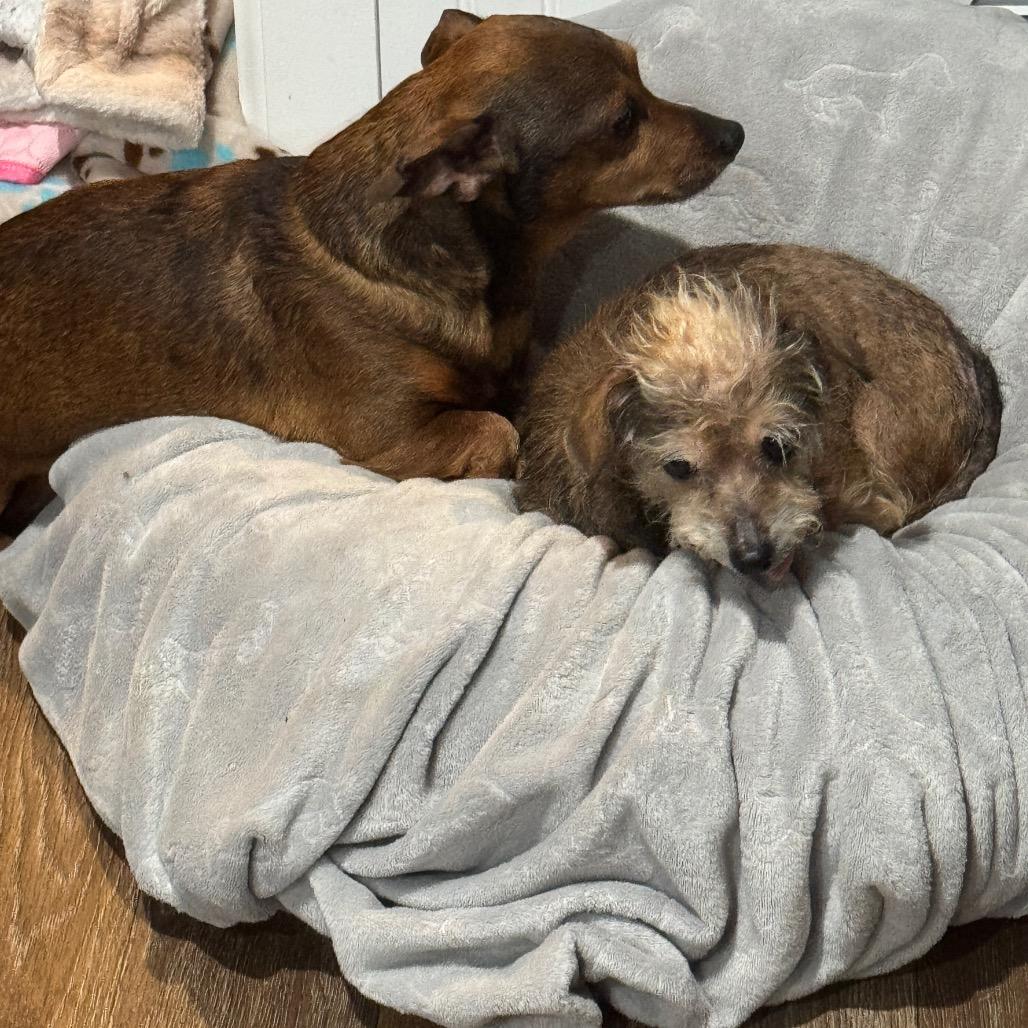 Enlarge Jax, a Adoptable mixed breed in Festus, MO image 3/6