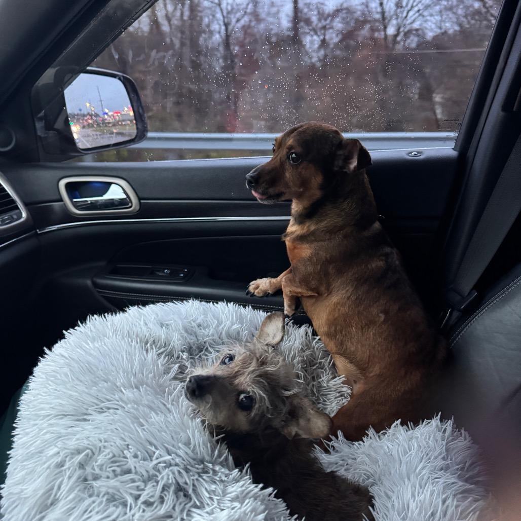 Enlarge Jax, a Adoptable mixed breed in Festus, MO image 5/6