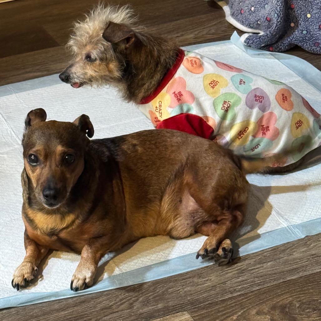 Enlarge Jax, a Adoptable mixed breed in Festus, MO image 6/6