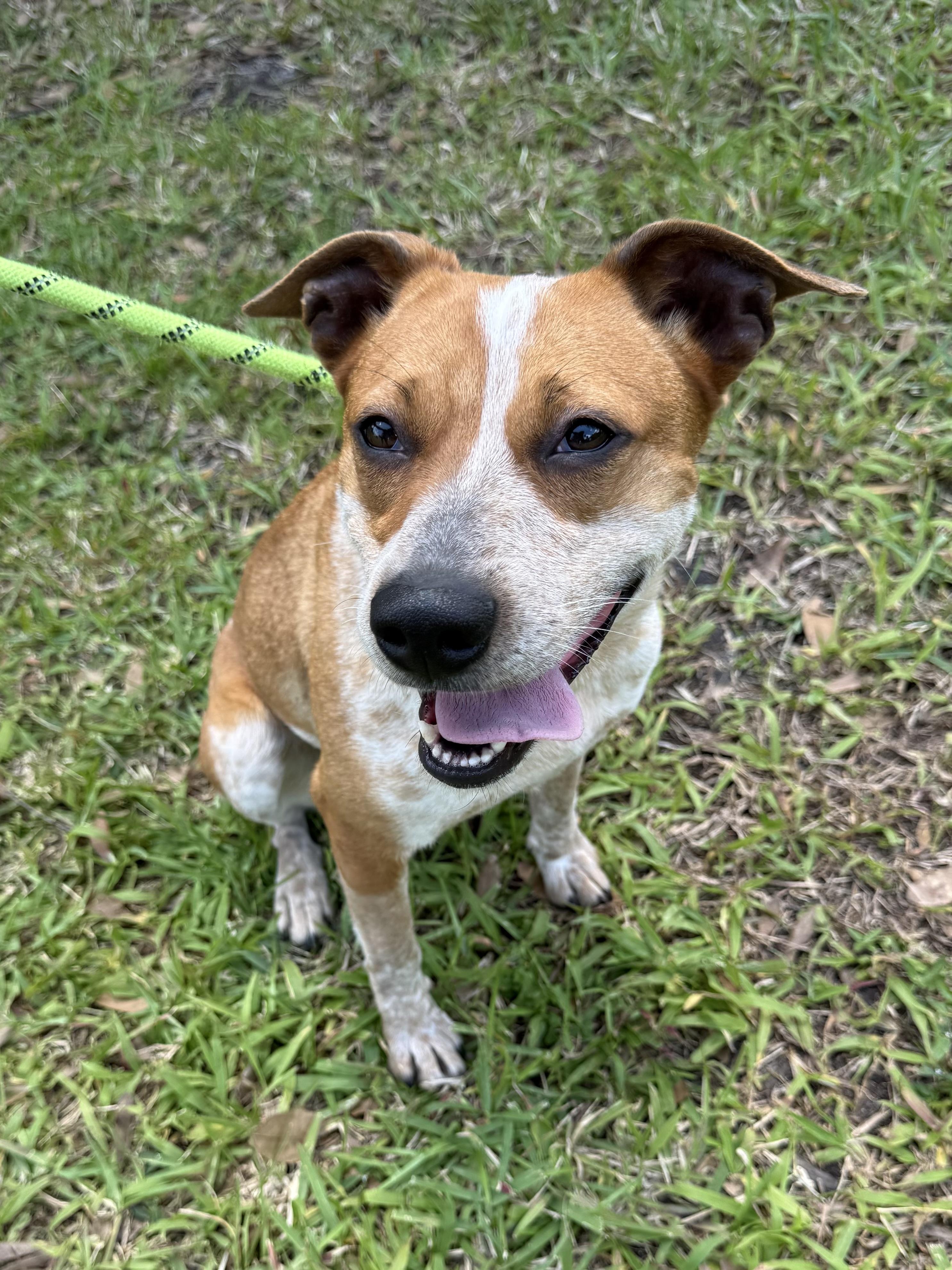 Enlarge Nessa, a ADOPTABLE mixed breed in Port Saint Lucie, FL image 2/3