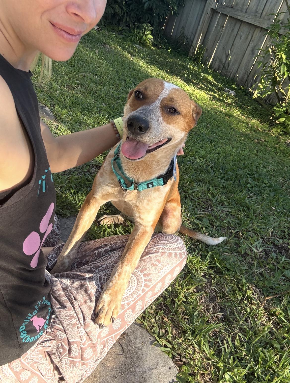 Nessa, ADOPTABLE, Adult Female Australian Cattle Dog / Blue Heeler.