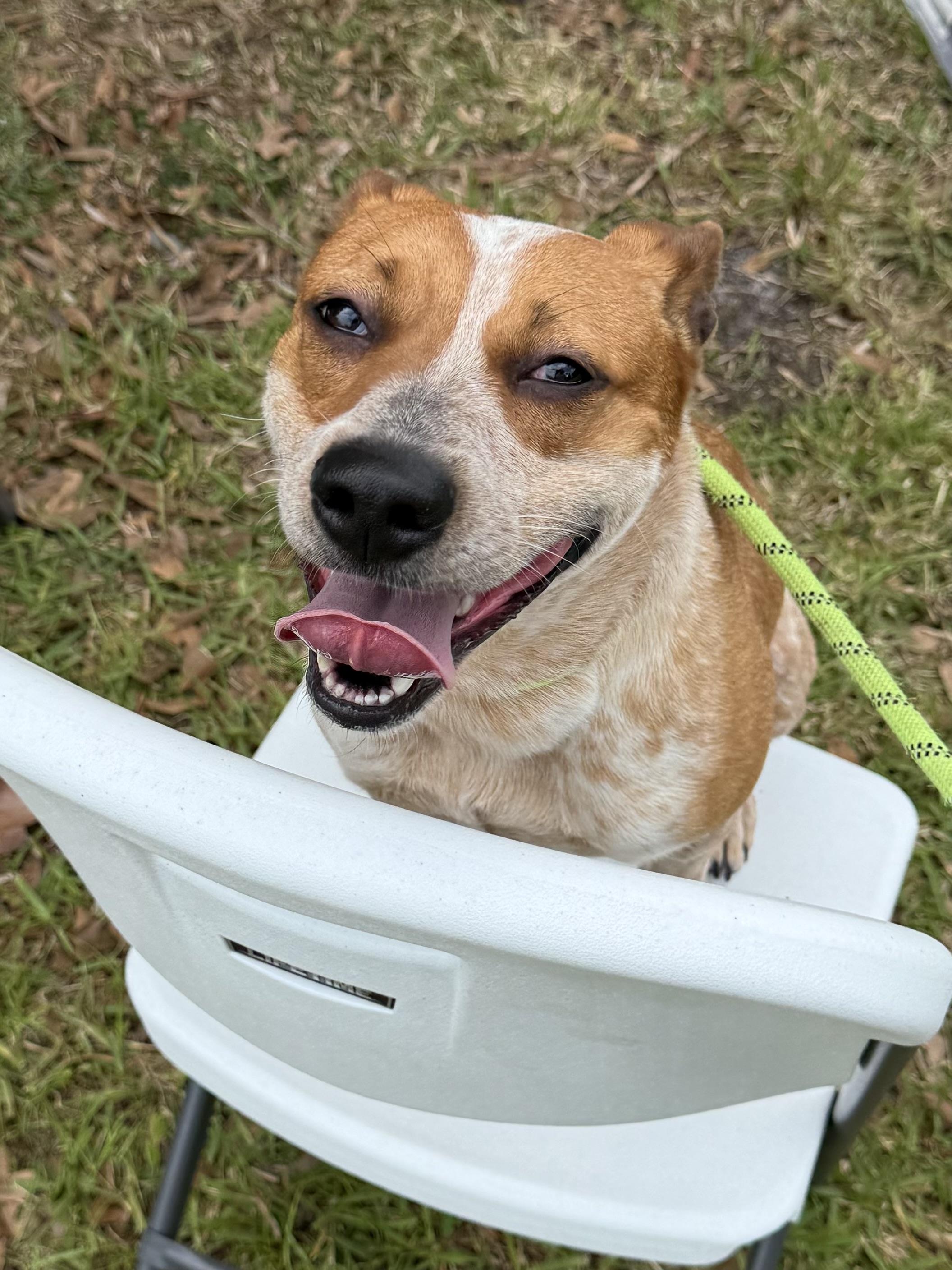Enlarge Nessa, a ADOPTABLE mixed breed in Port Saint Lucie, FL image 3/3
