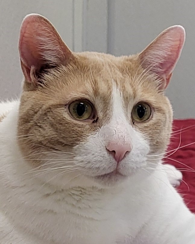 Cullen, a Adoptable Domestic Short Hair in Grayslake, IL image 1/6