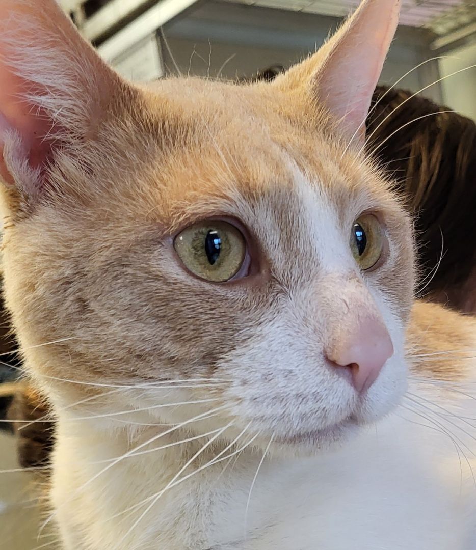 Cullen, a Adoptable Domestic Short Hair in Grayslake, IL image 3/6