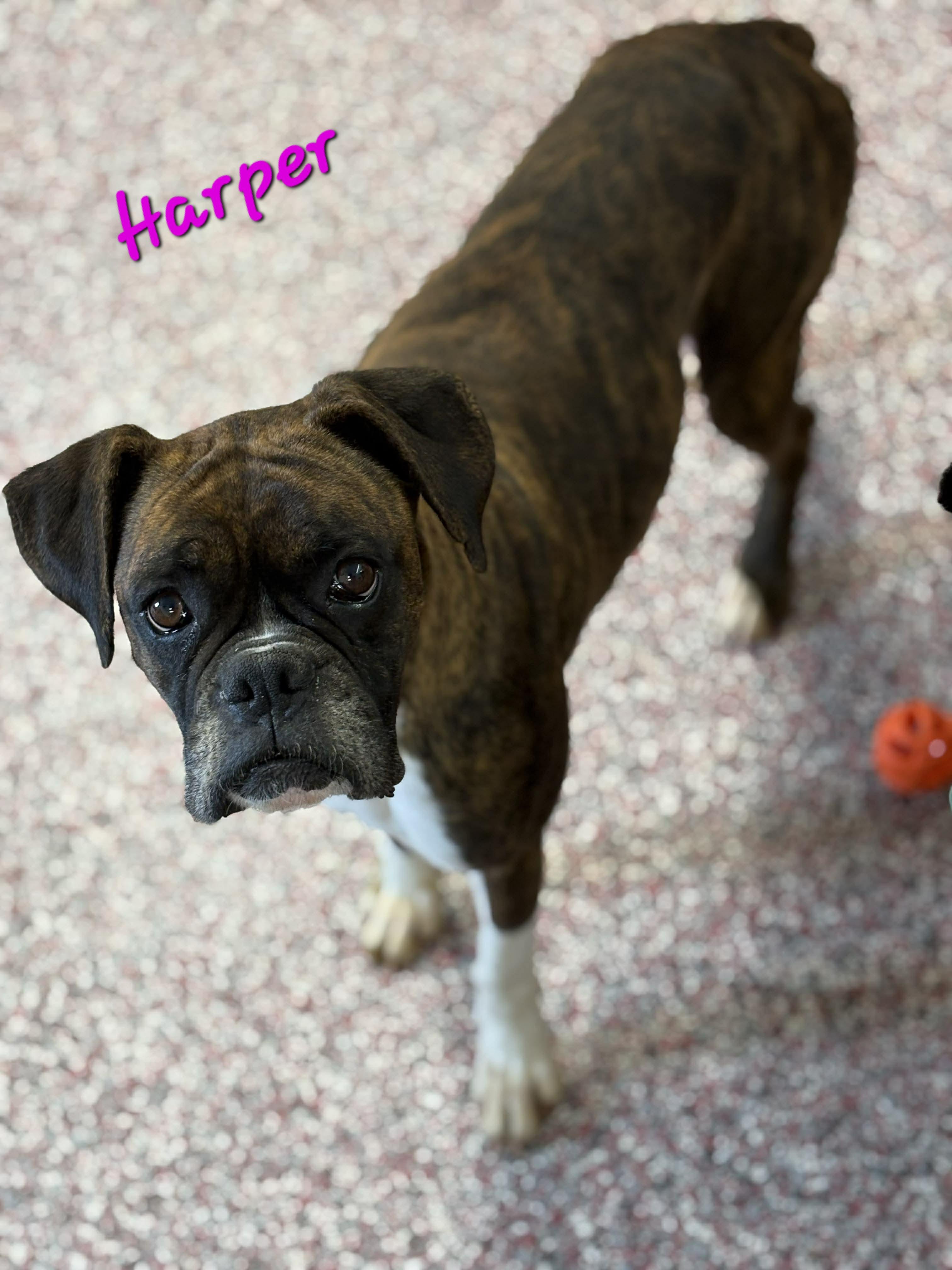 Enlarge Harper, an adopted Boxer in Wheelersburg, OH image 1/1