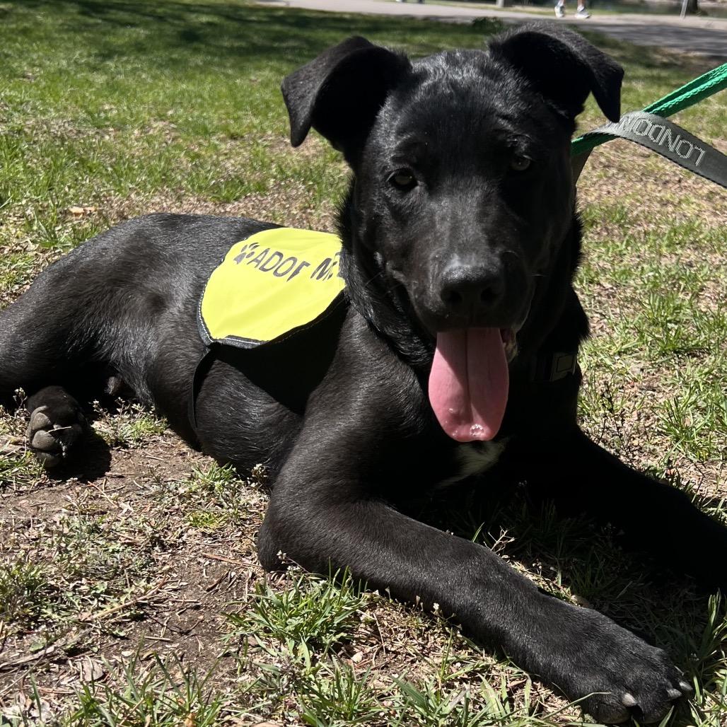 Enlarge (Queen) Somebody to Love, a Adoptable mixed breed in Lakewood, CO image 1/3