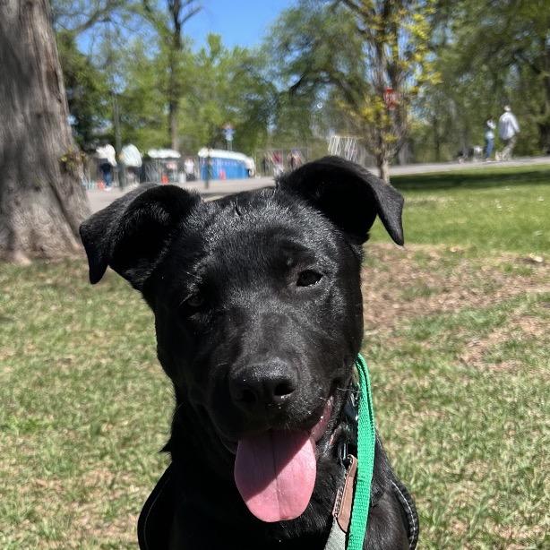 Enlarge (Queen) Somebody to Love, a Adoptable mixed breed in Lakewood, CO image 2/3