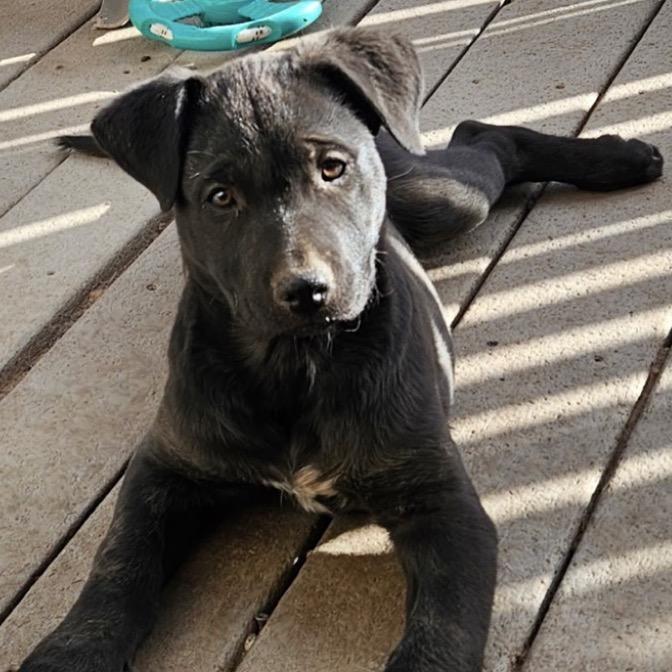 (Queen) Somebody to Love, Adoptable, Puppy Male German Shepherd Dog.