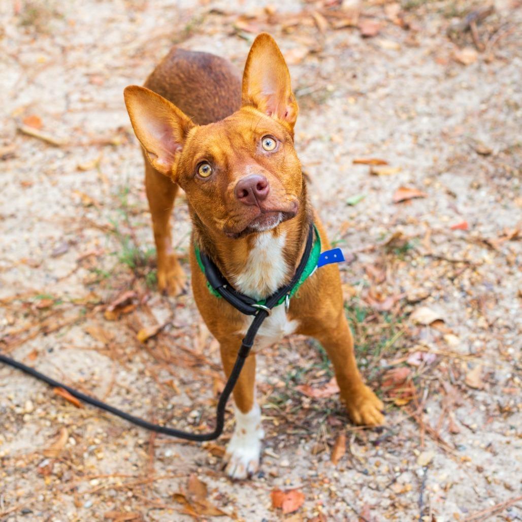 Timmy Turner, Adoptable, Young Male Australian Kelpie & Mixed Breed.