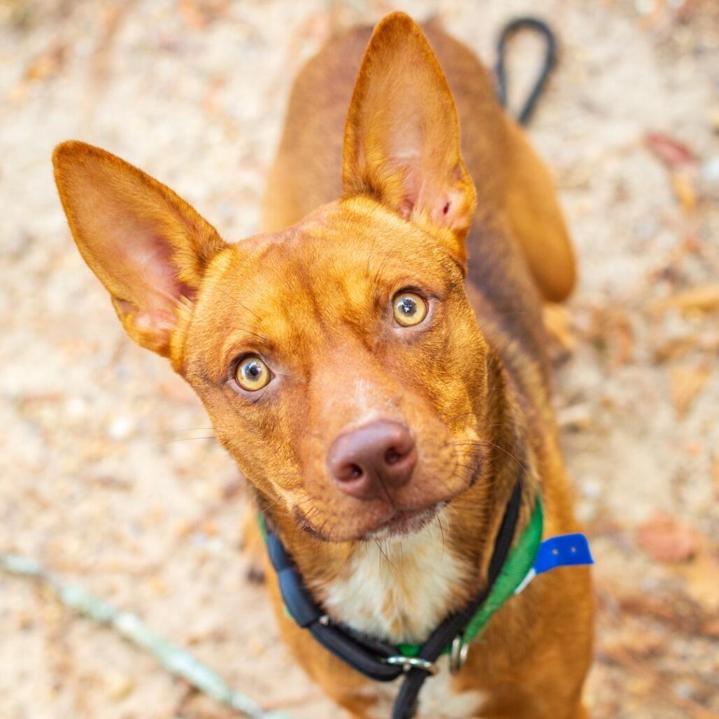 Enlarge Timmy Turner, a Adoptable mixed breed in Novelty, OH image 2/3