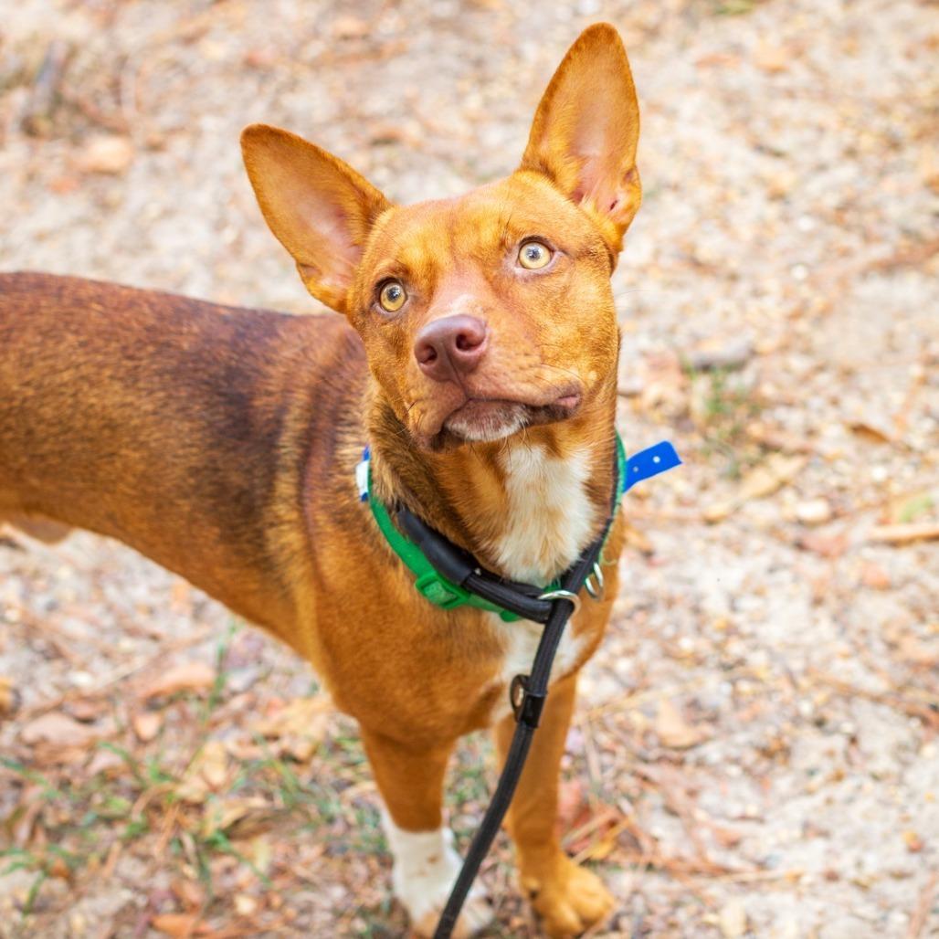 Enlarge Timmy Turner, a Adoptable mixed breed in Novelty, OH image 3/3