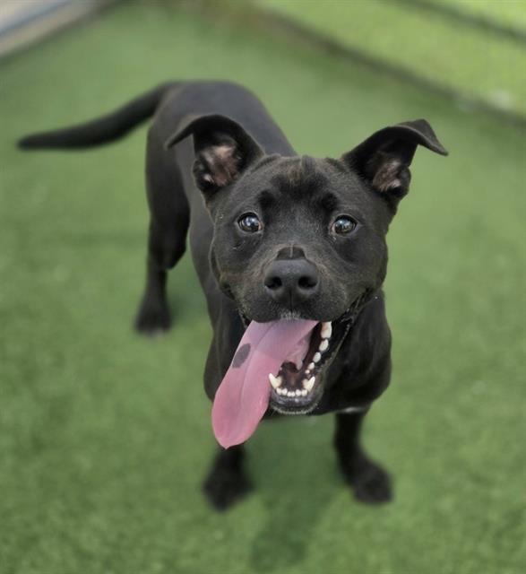Enlarge BAX, a Adoptable Mixed Breed in Columbia, SC image 1/1