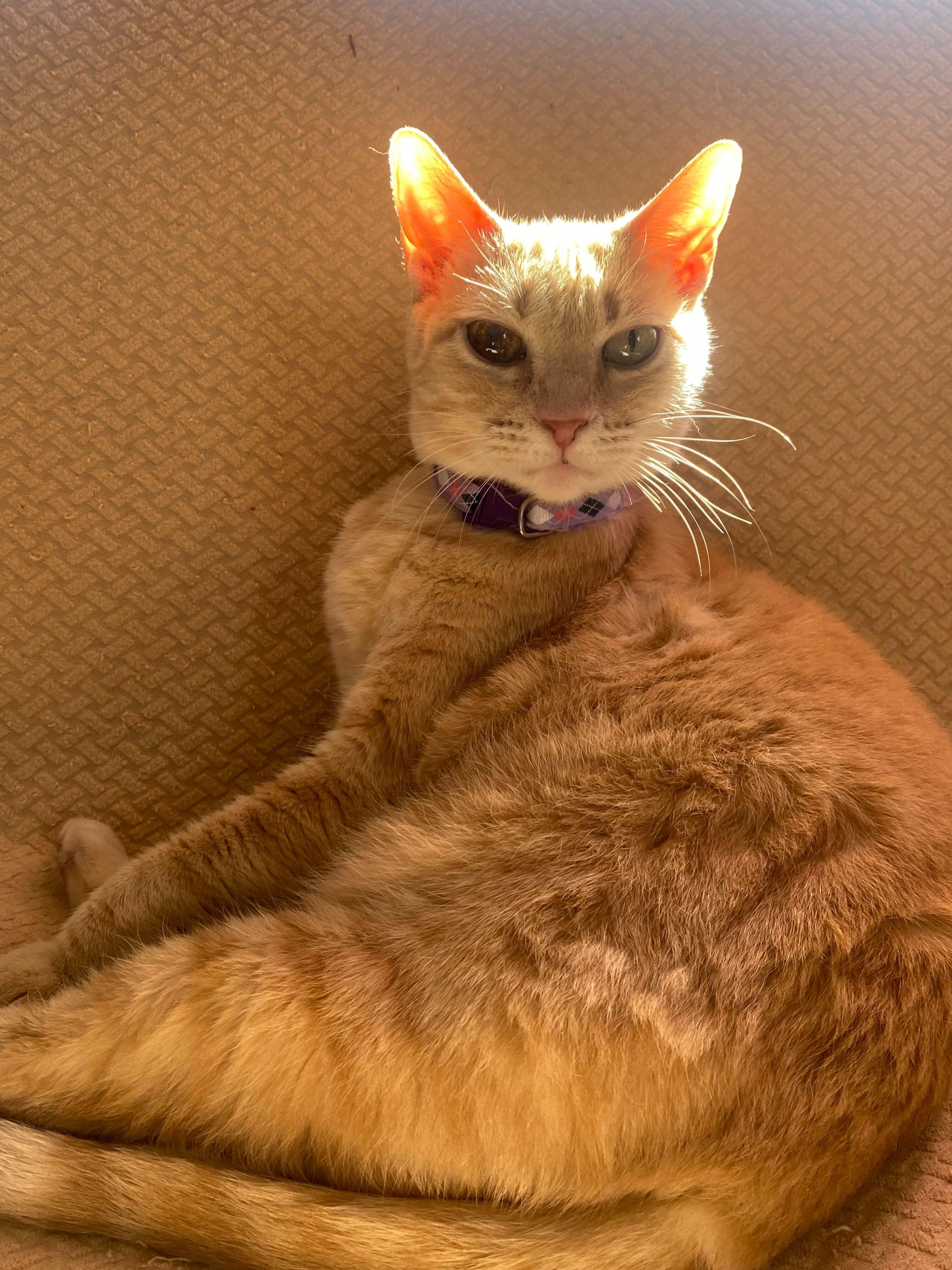 Nonna, Adult Female British Shorthair
