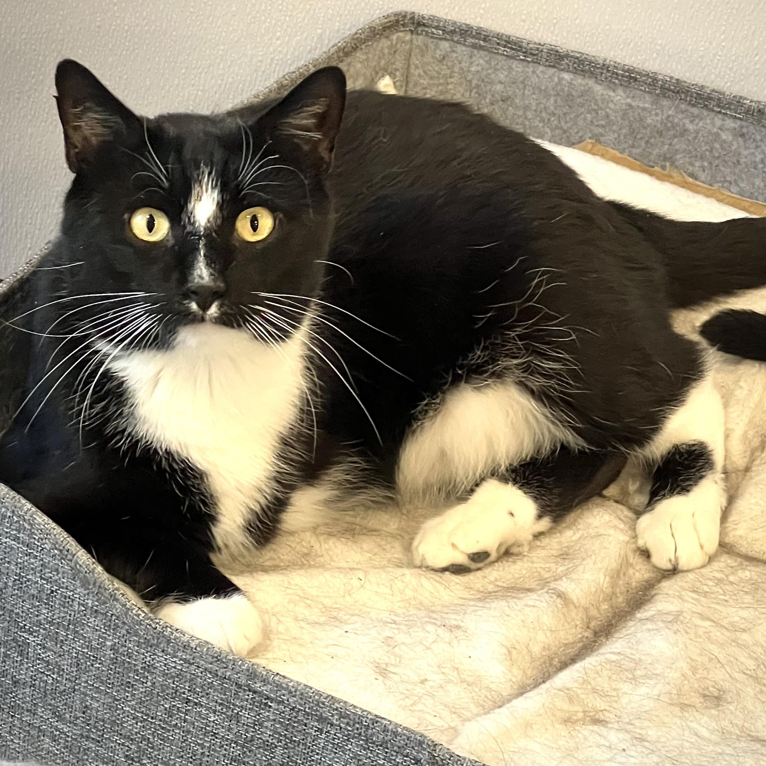 Enlarge Pilgrim & Clawd, a Adoptable Domestic Short Hair in Waltham, MA image 5/6