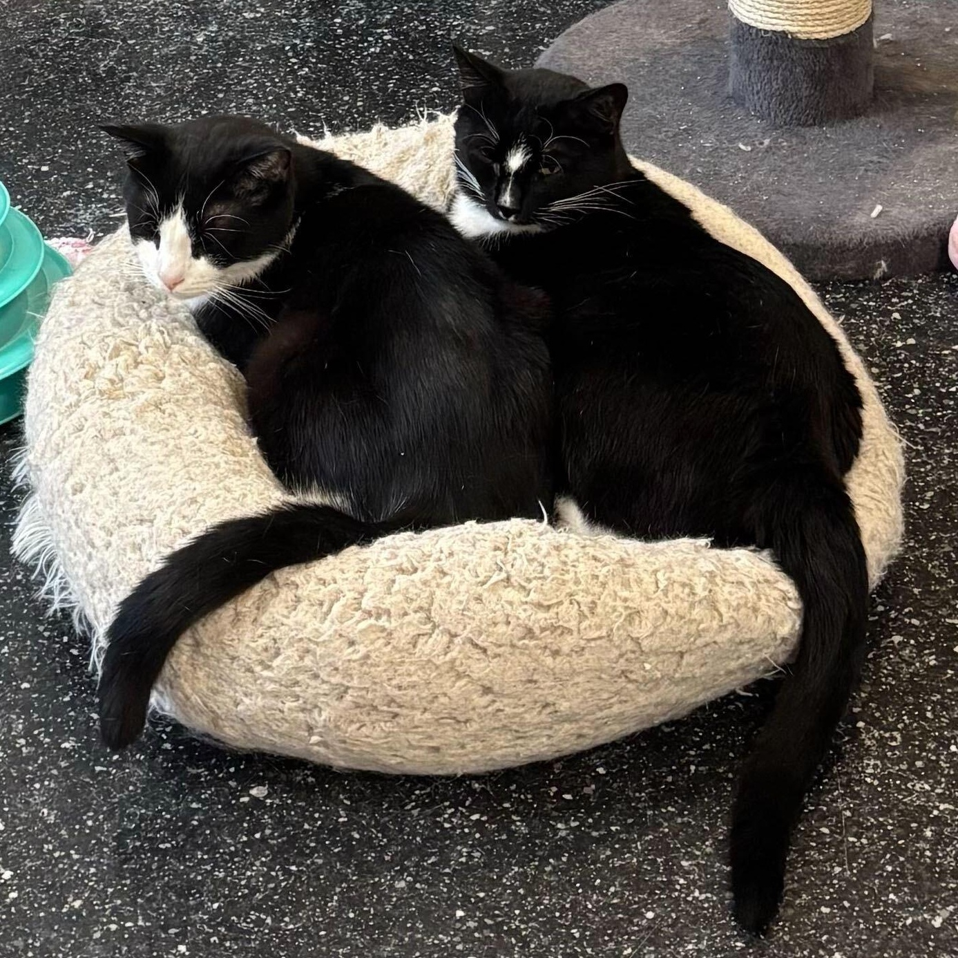 Pilgrim & Clawd, Adoptable, Young Male Domestic Short Hair.