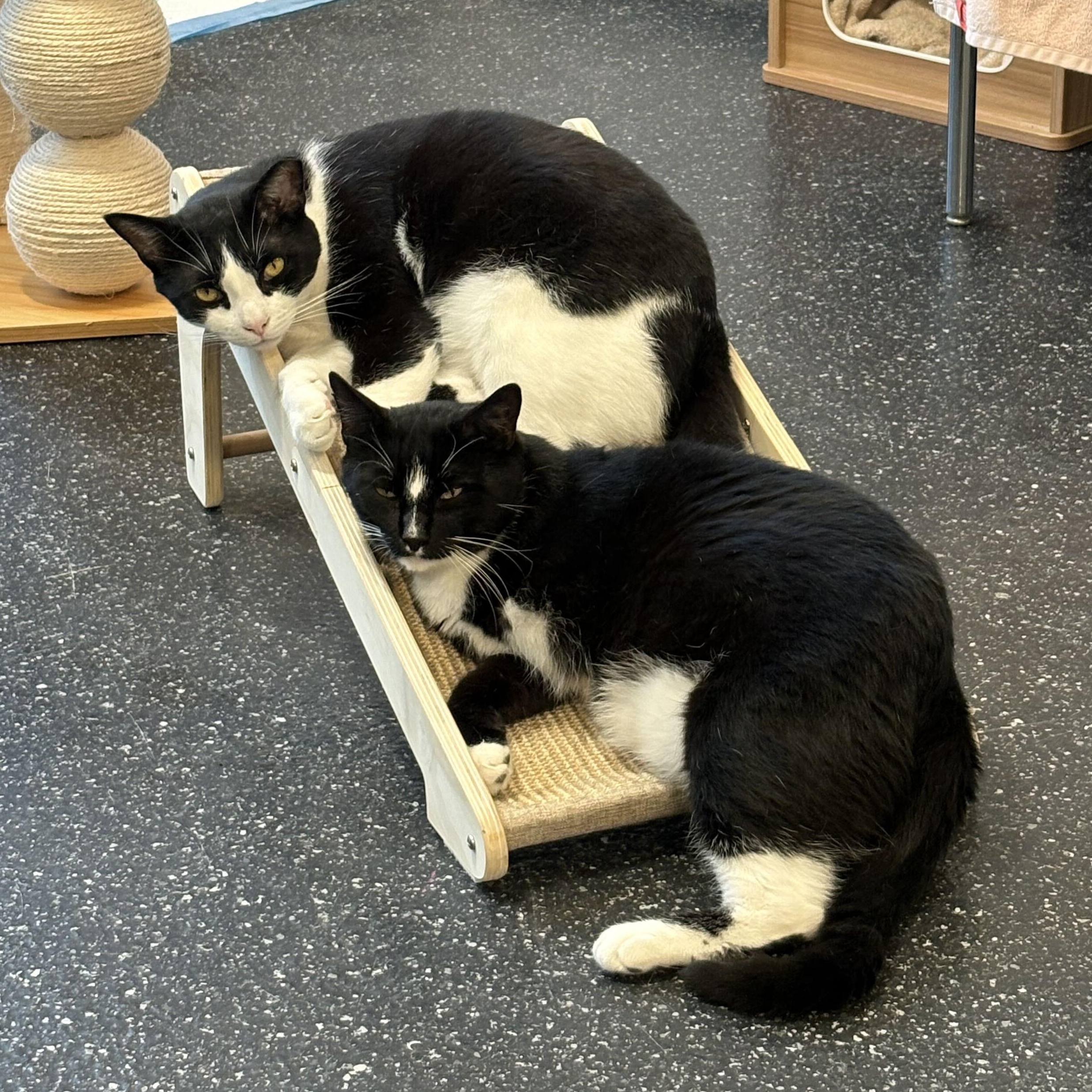 Enlarge Pilgrim & Clawd, a Adoptable Domestic Short Hair in Waltham, MA image 4/6