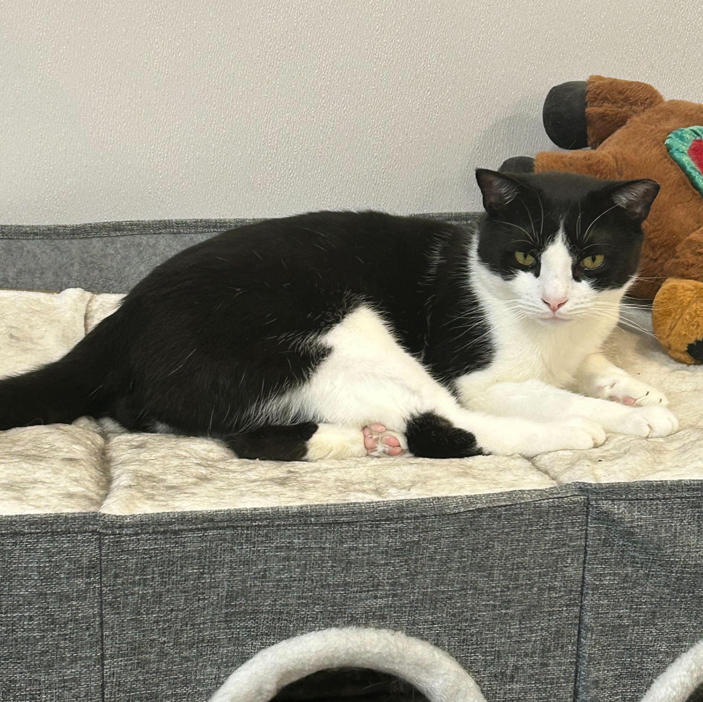 Enlarge Pilgrim & Clawd, a Adoptable Domestic Short Hair in Waltham, MA image 3/6