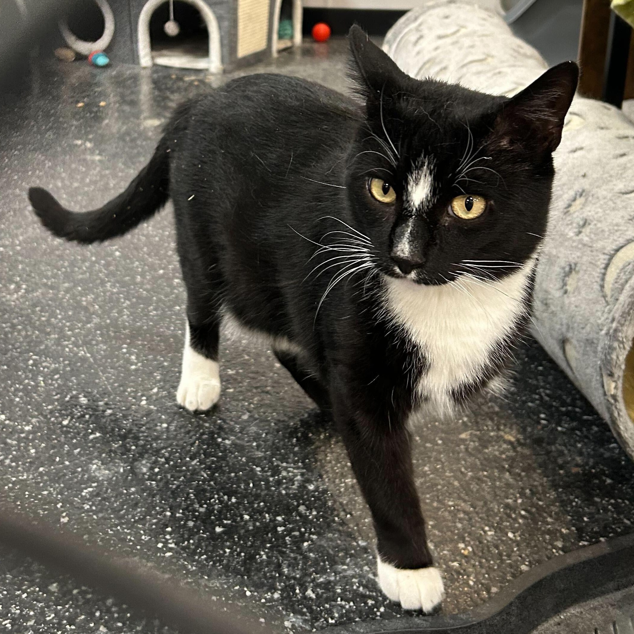 Enlarge Pilgrim & Clawd, a Adoptable Domestic Short Hair in Waltham, MA image 6/6