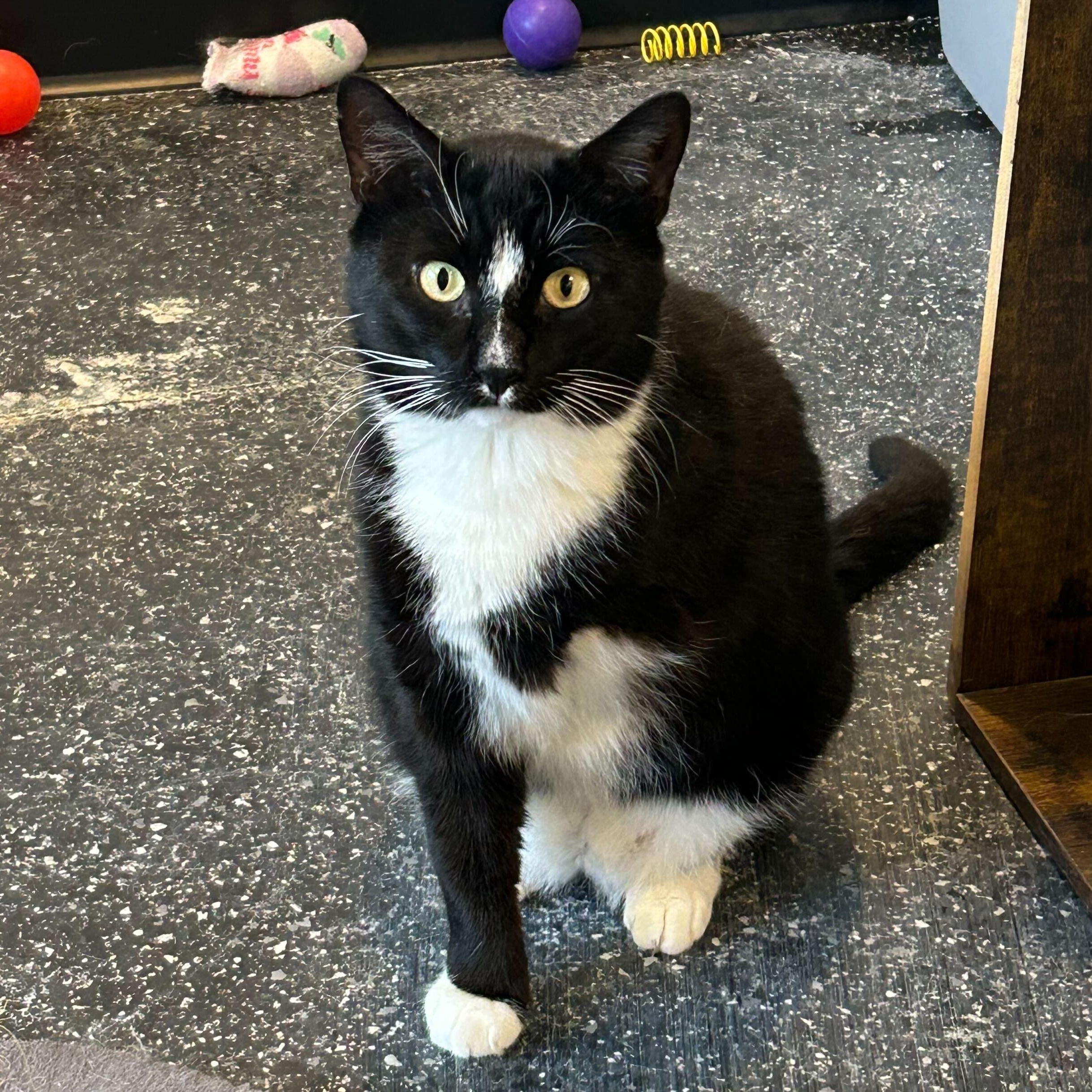 Enlarge Pilgrim & Clawd, a Adoptable Domestic Short Hair in Waltham, MA image 2/6