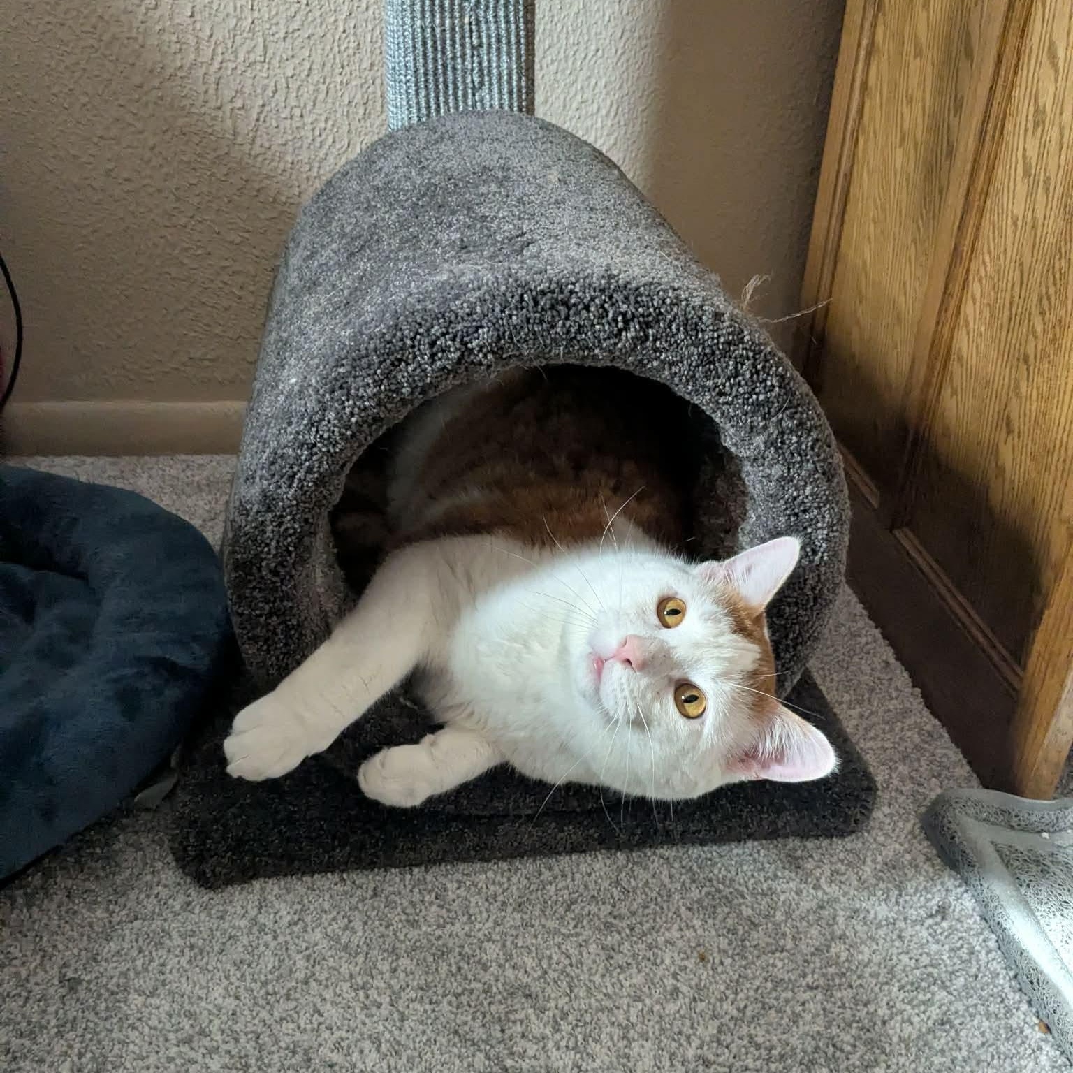 Enlarge Jasper, a Adoptable Domestic Short Hair in Hillsborough, NJ image 5/5