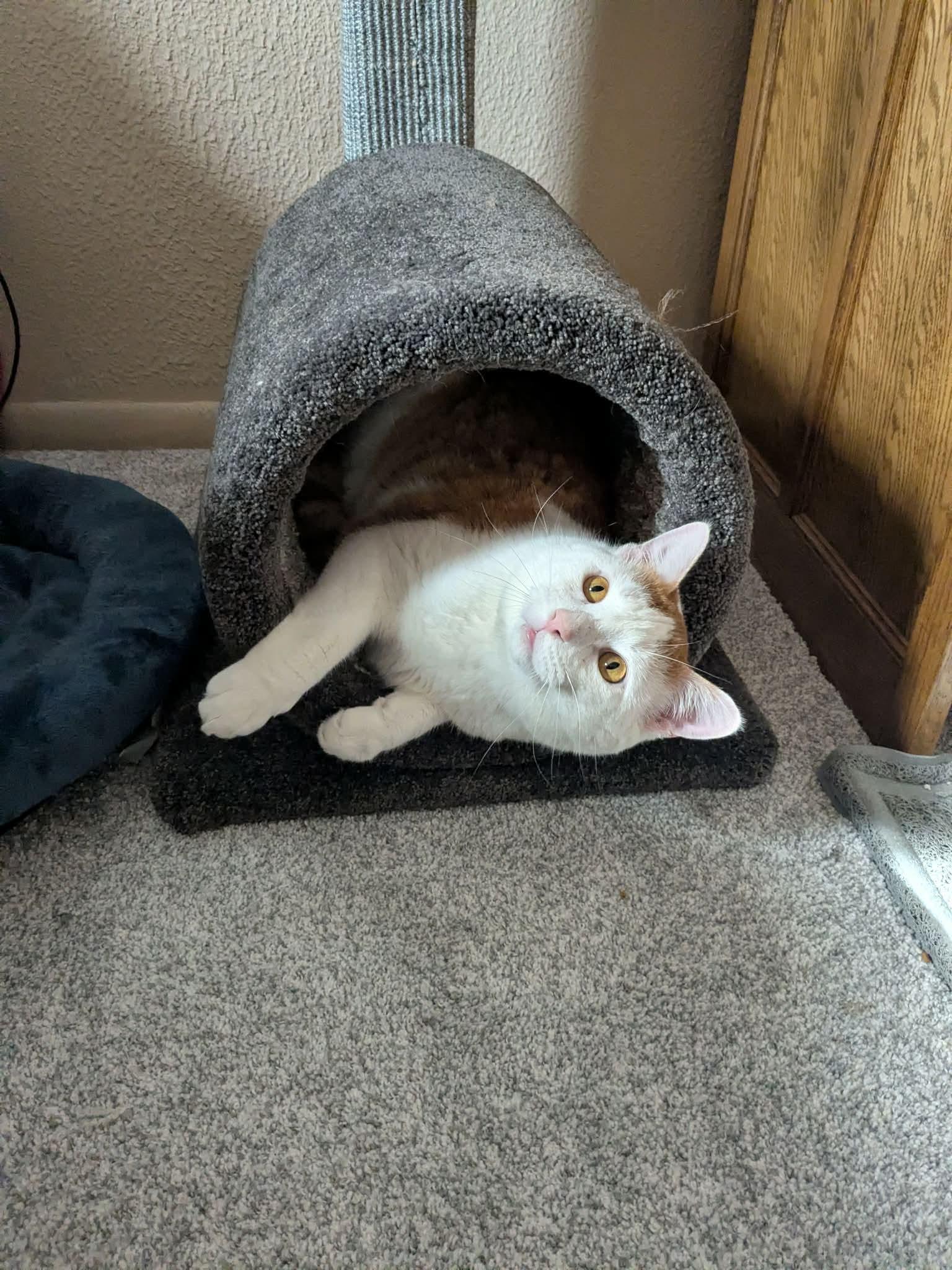 Jasper, a Adoptable Domestic Short Hair in Raritan, NJ image 5/5