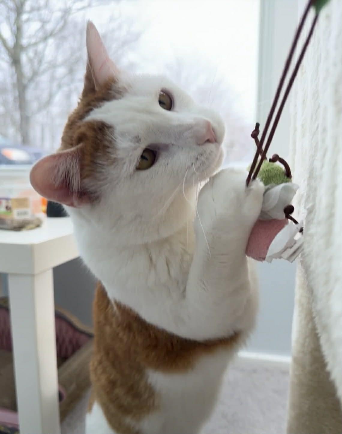 Jasper, Adoptable, Adult Male Domestic Short Hair.