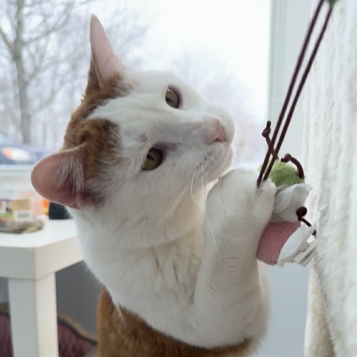 Enlarge Jasper, a Adoptable Domestic Short Hair in Hillsborough, NJ image 2/5
