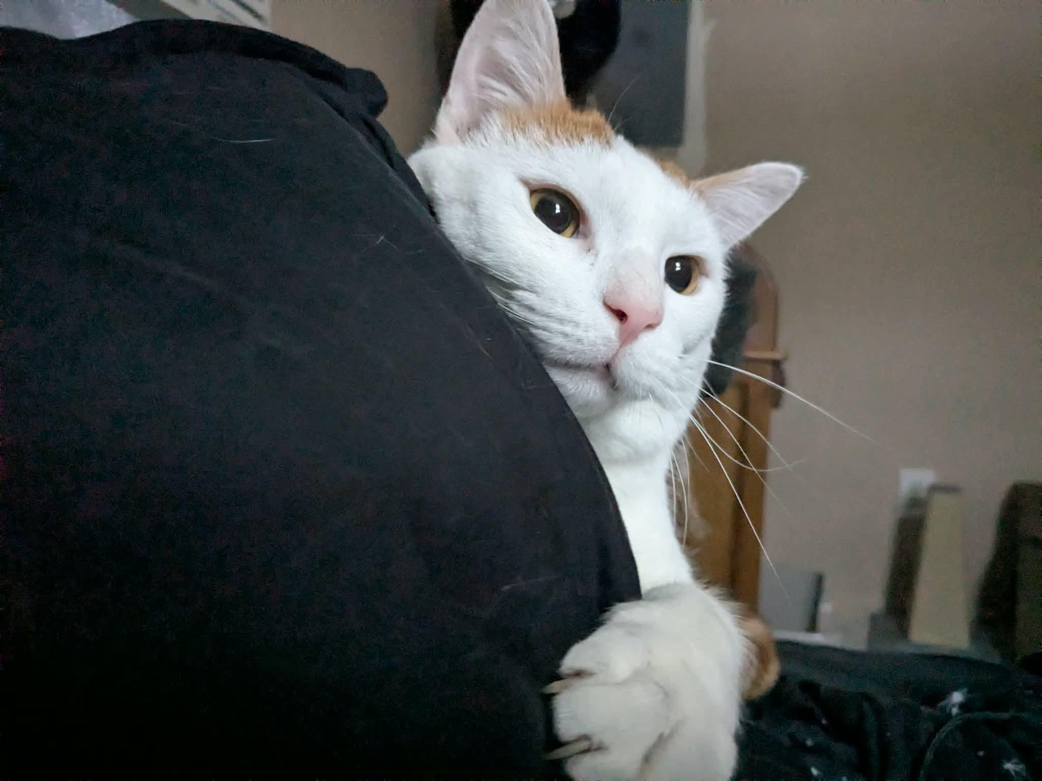 Jasper, a Adoptable Domestic Short Hair in Raritan, NJ image 2/5