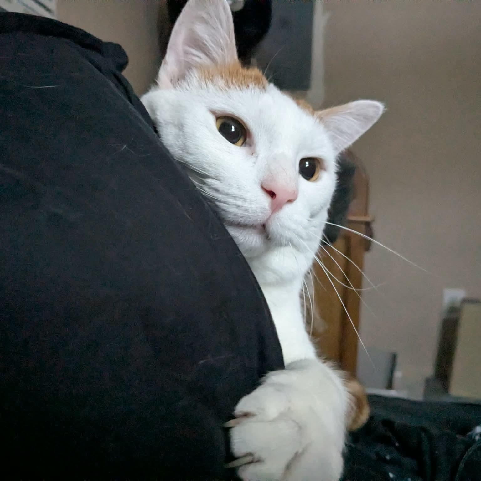 Enlarge Jasper, a Adoptable Domestic Short Hair in Hillsborough, NJ image 3/5