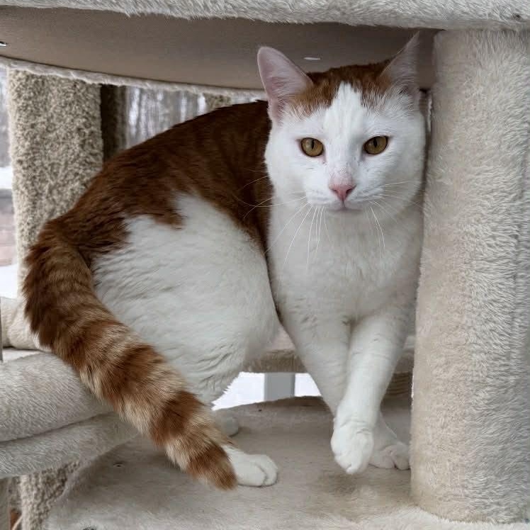 Jasper, Adoptable, Adult Male Domestic Short Hair.
