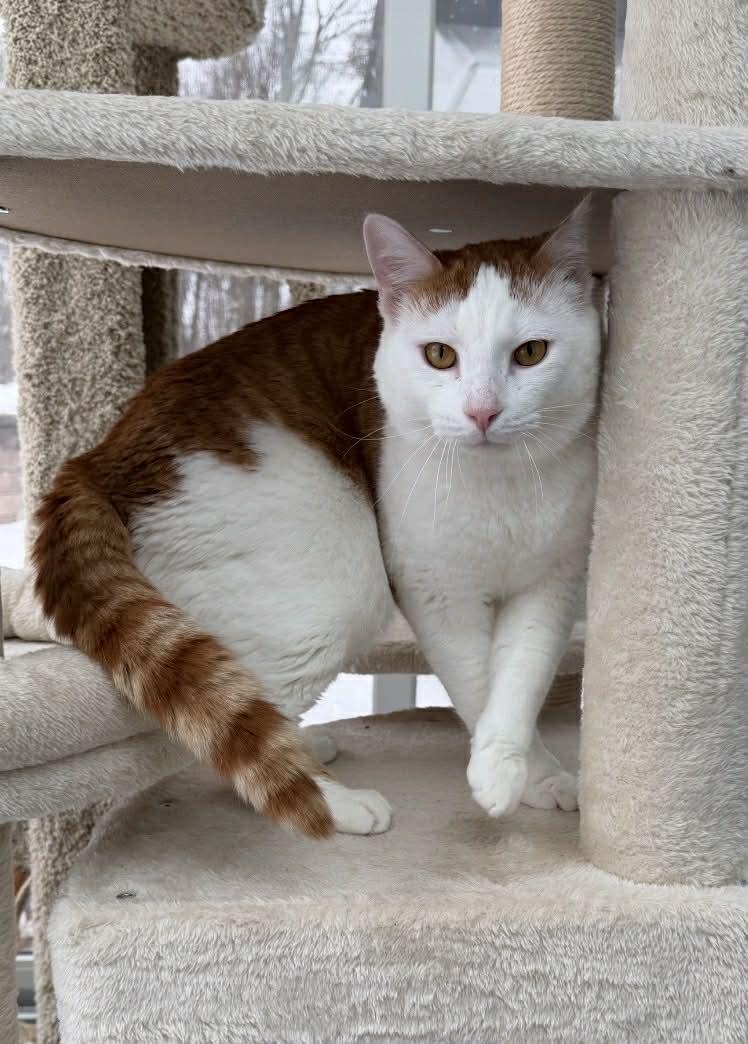 Jasper, a Adoptable Domestic Short Hair in Raritan, NJ image 4/5
