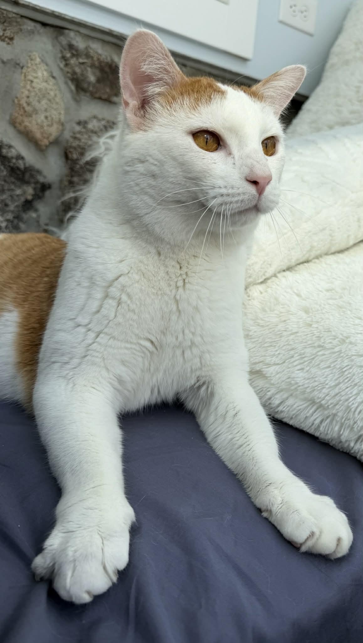 Jasper, a Adoptable Domestic Short Hair in Raritan, NJ image 3/5