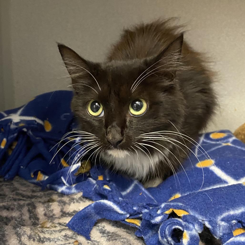 Dracarus, Adoptable, Young Female Domestic Medium Hair.