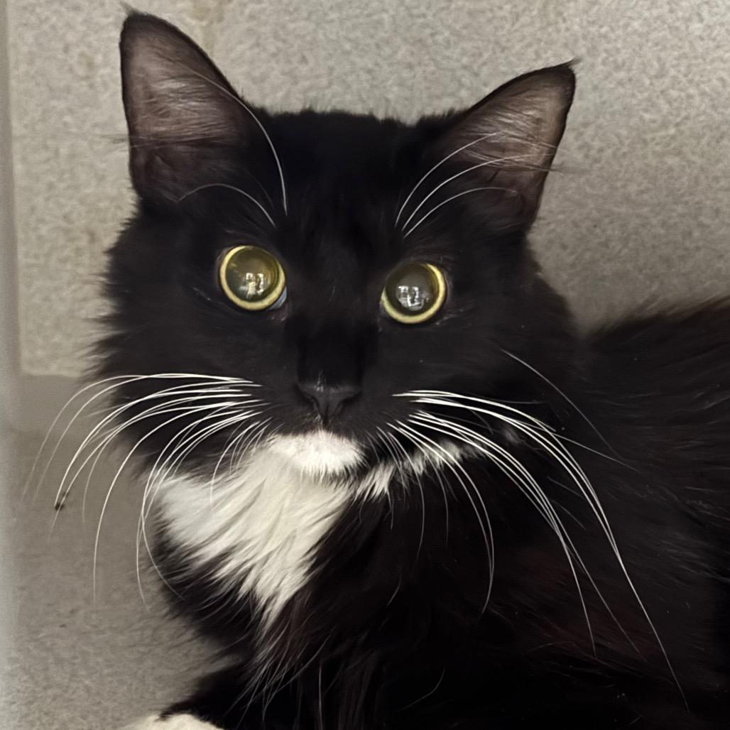 Enlarge Dracarus, a Adoptable Domestic Medium Hair in Long Beach, CA image 2/2