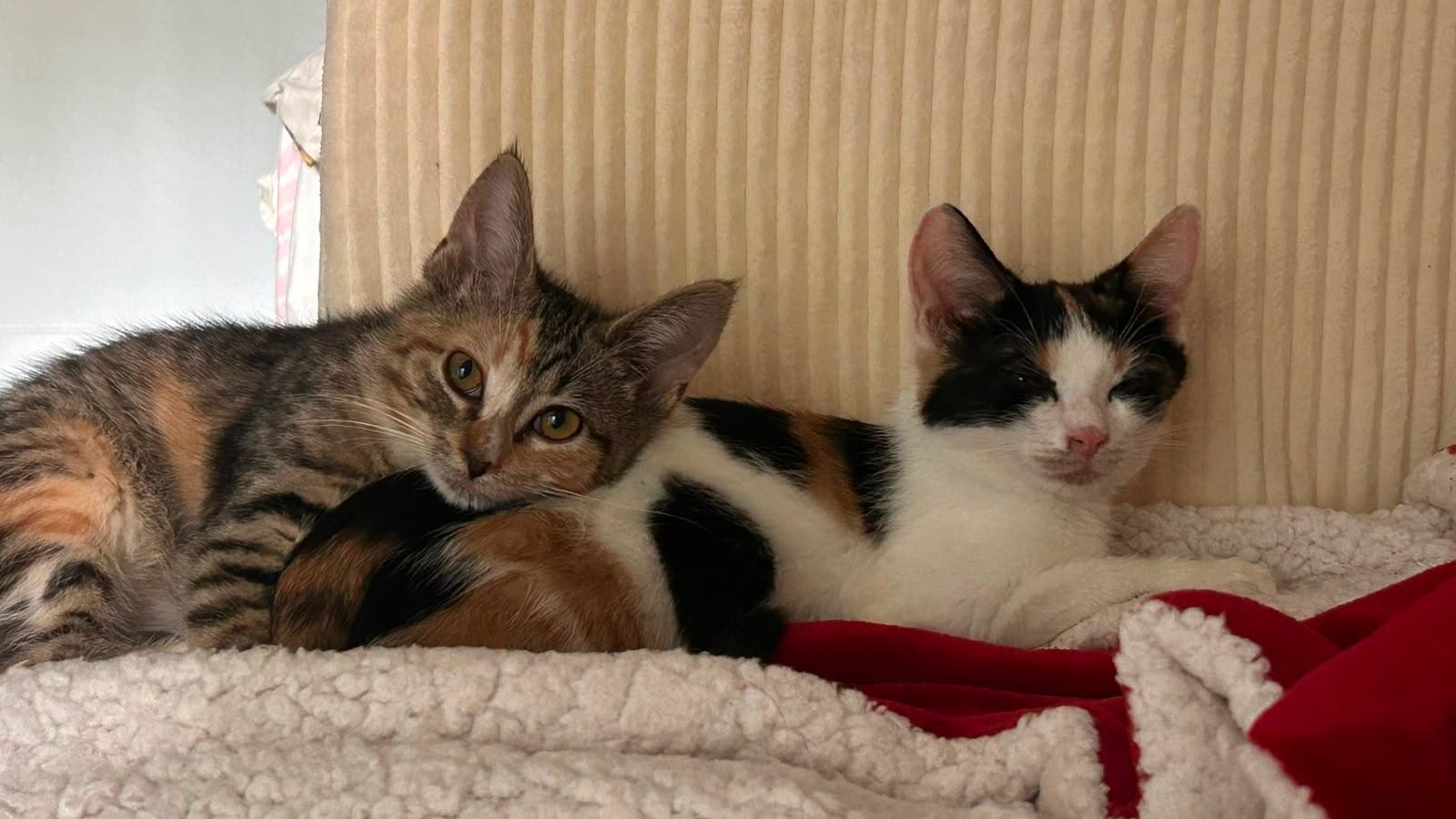 Milk and Cookies, a Adoptable American Shorthair in New York, NY image 2/5