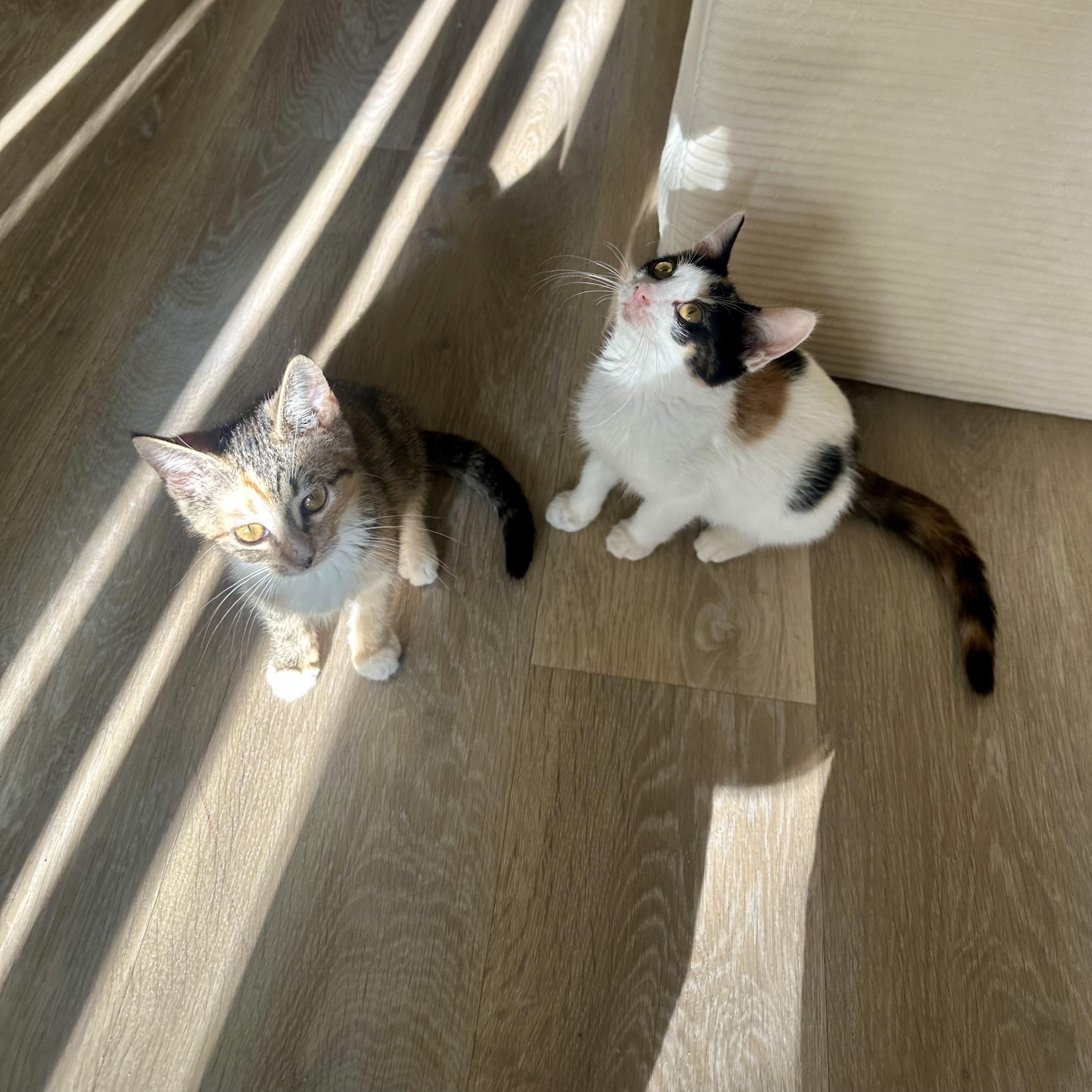 Milk and Cookies, Adoptable, Kitten Female American Shorthair.