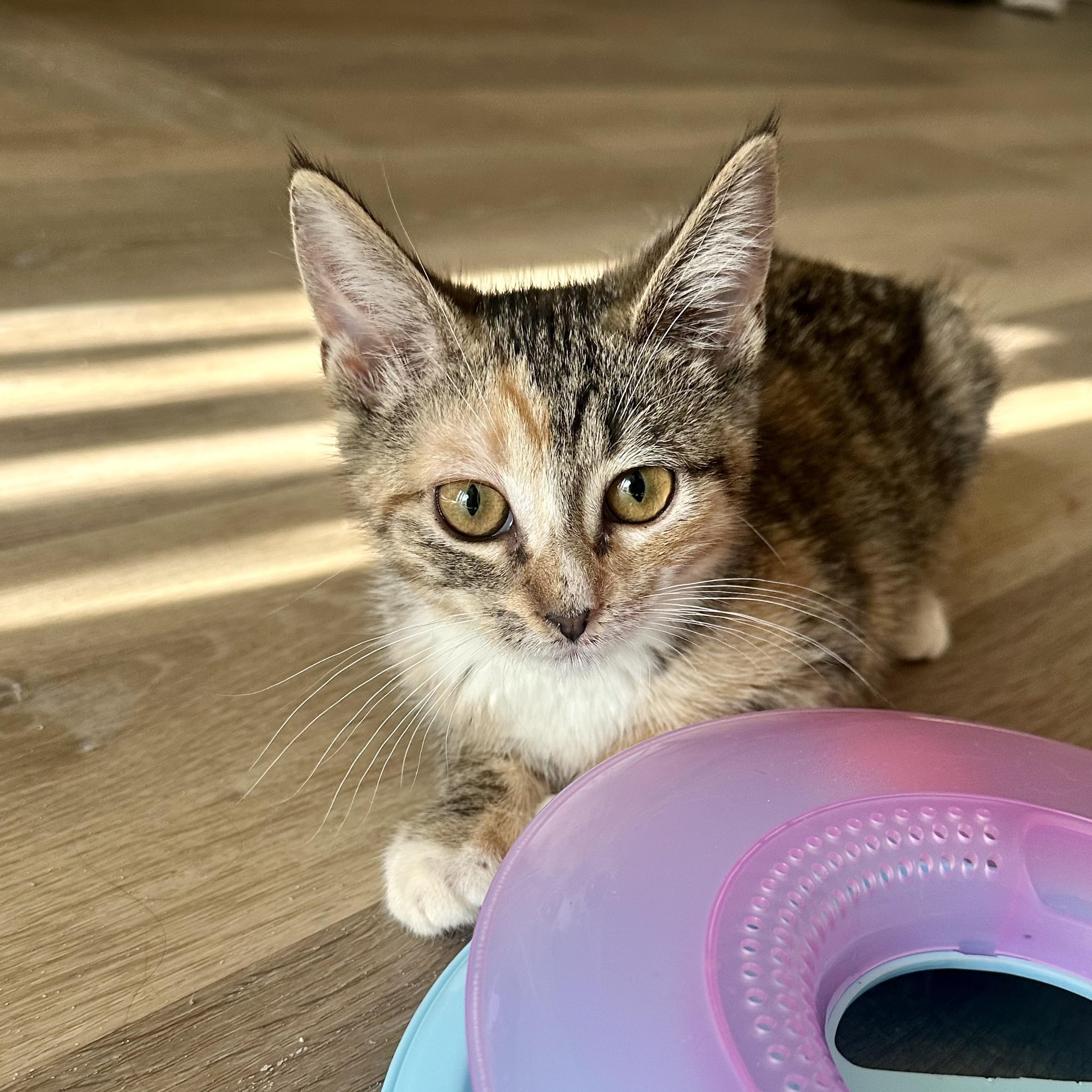 Milk and Cookies, a Adoptable American Shorthair in New York, NY image 5/5