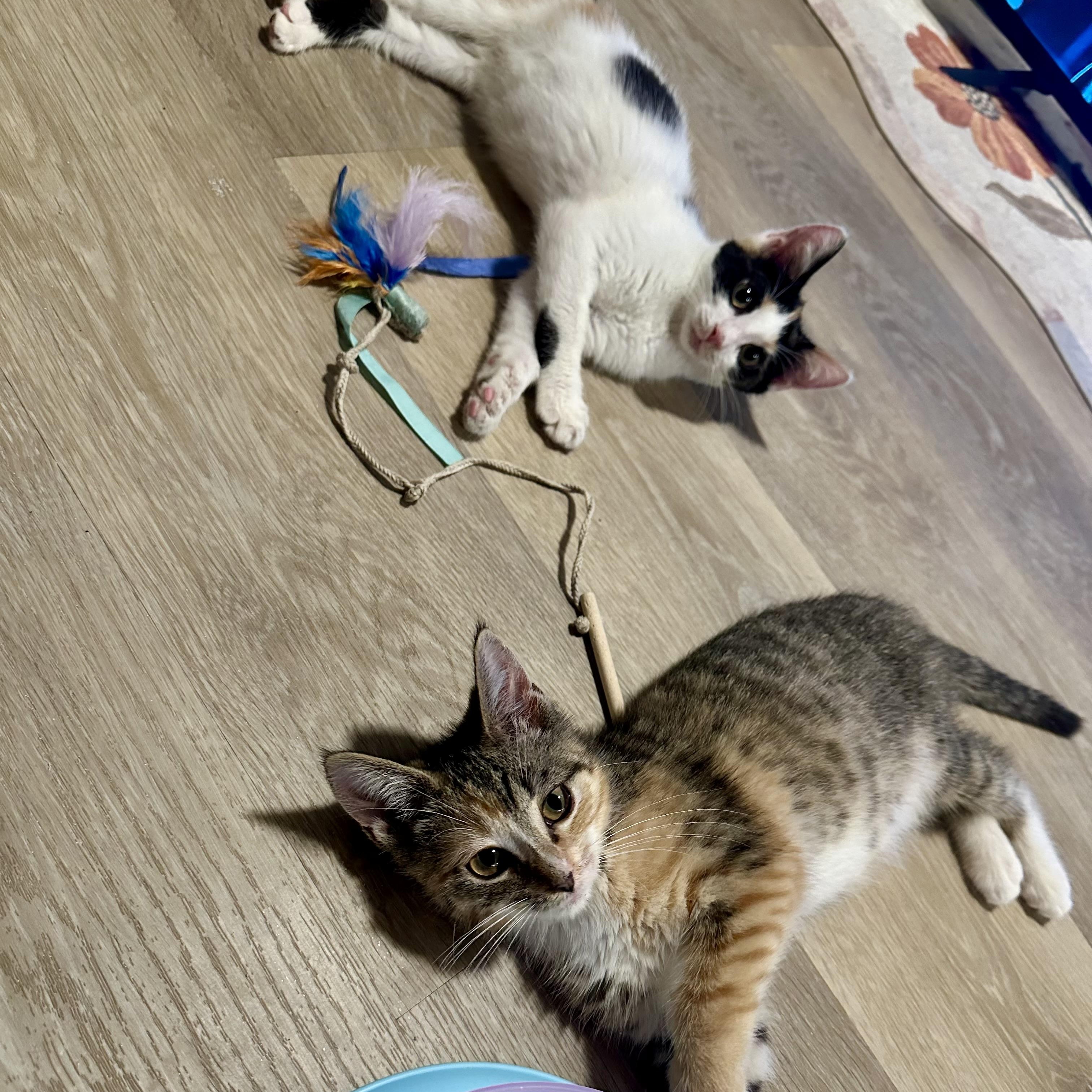 Milk and Cookies, a Adoptable American Shorthair in New York, NY image 3/5
