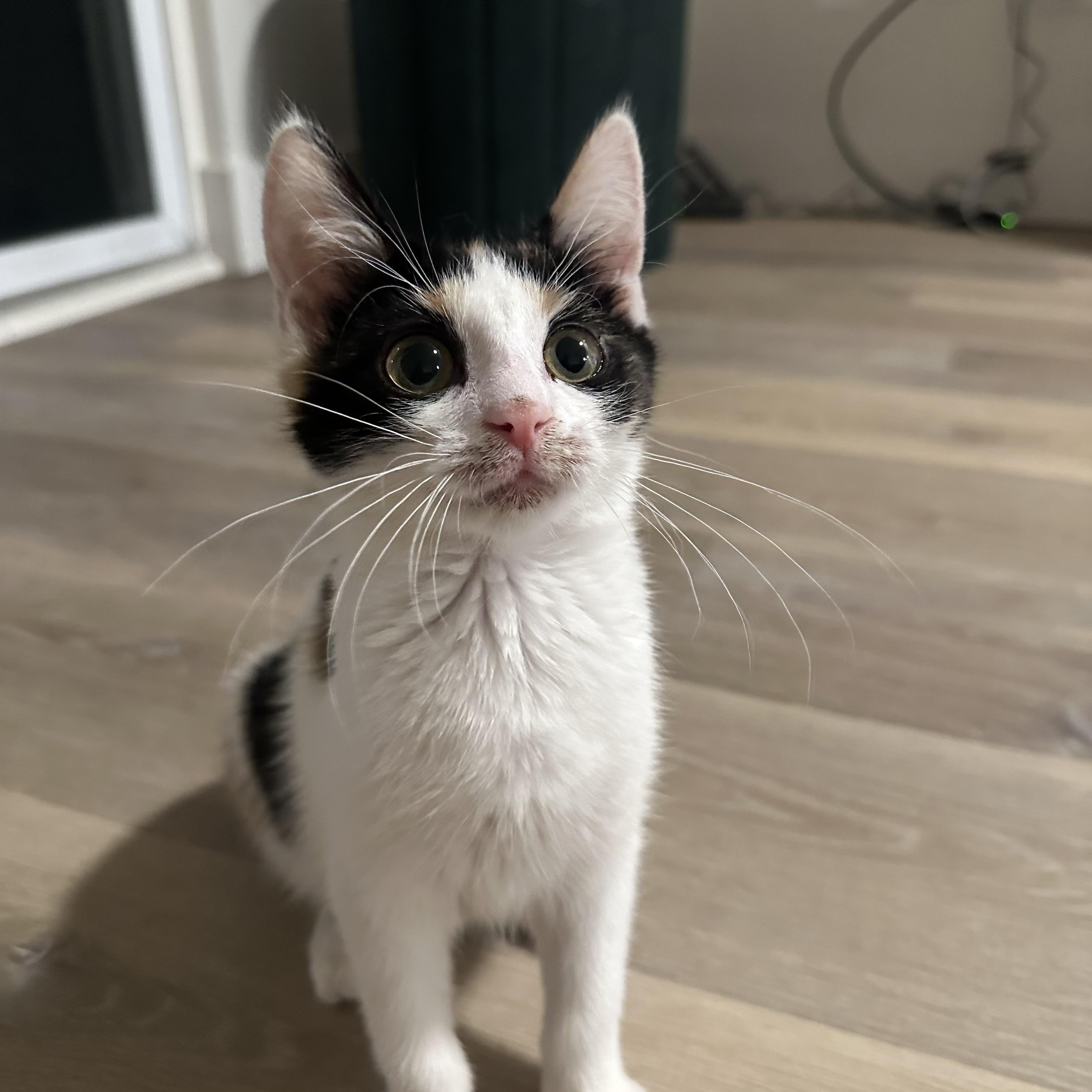 Milk and Cookies, a Adoptable American Shorthair in New York, NY image 4/5