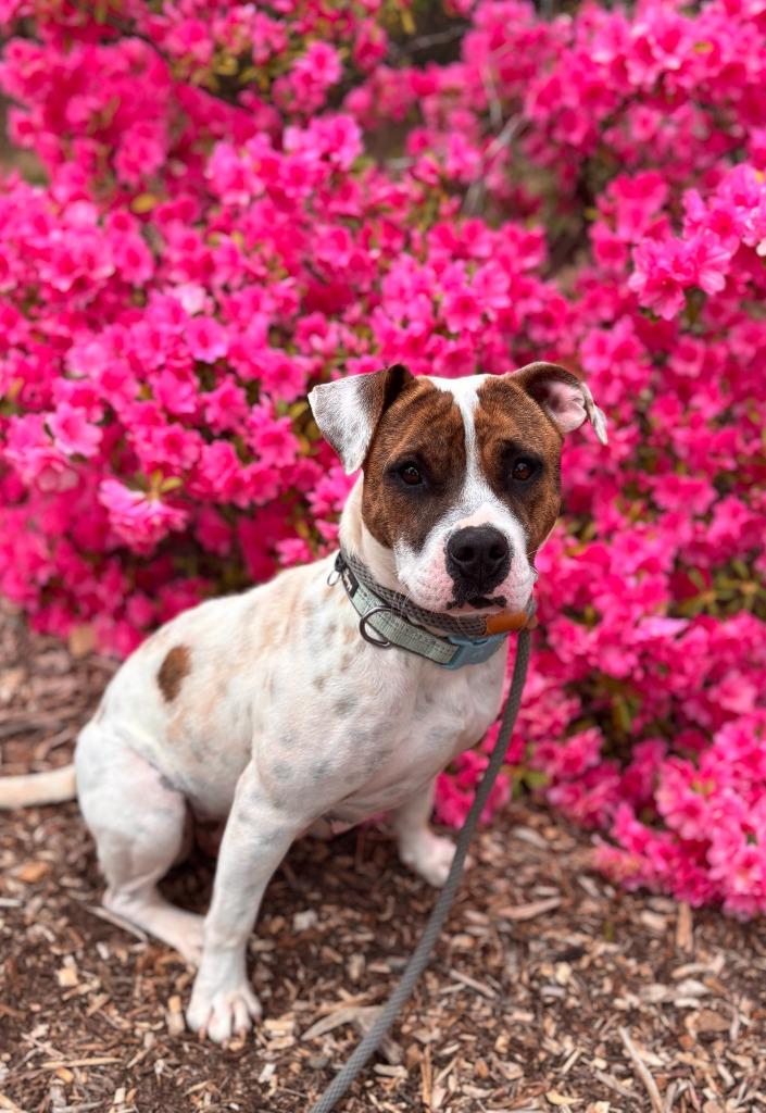 Enlarge Glinda, a Adoptable mixed breed in Madison, GA image 1/6