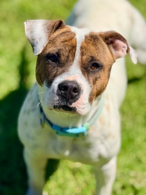 Enlarge Glinda, a Adoptable mixed breed in Madison, GA image 2/6