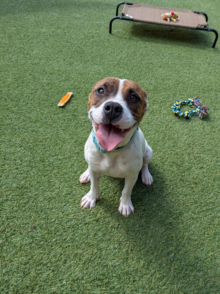 Enlarge Glinda, a Adoptable mixed breed in Madison, GA image 3/6