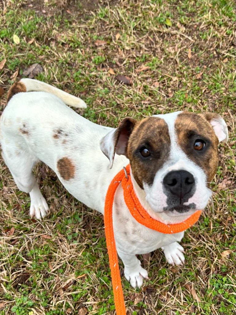 Enlarge Glinda, a Adoptable mixed breed in Madison, GA image 4/6